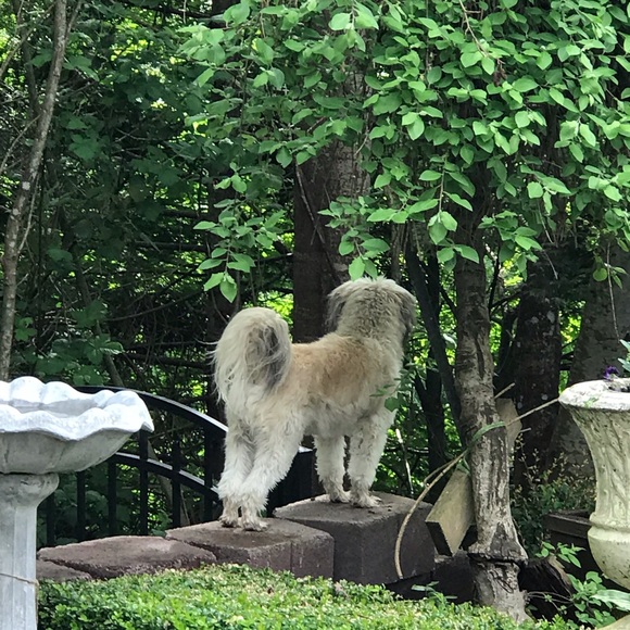 Meet Your Posher, Chris. ❣️❣️POSH AMBASSADOR ❣️❣️ - Picture 3 of 8